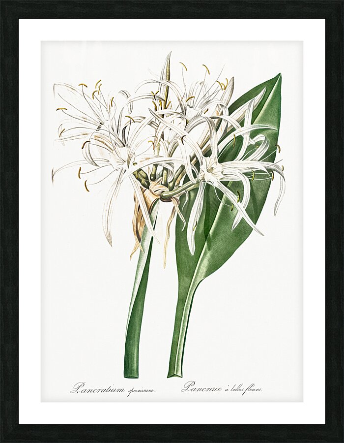 Green-tinge spiderlily illustration  Picture Frame print