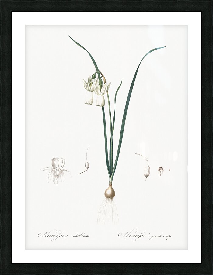 Angel tears illustration  Picture Frame print