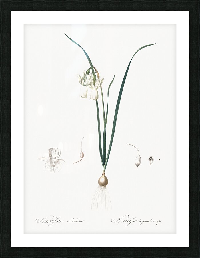 Green-tinge spiderlily illustration  Picture Frame print