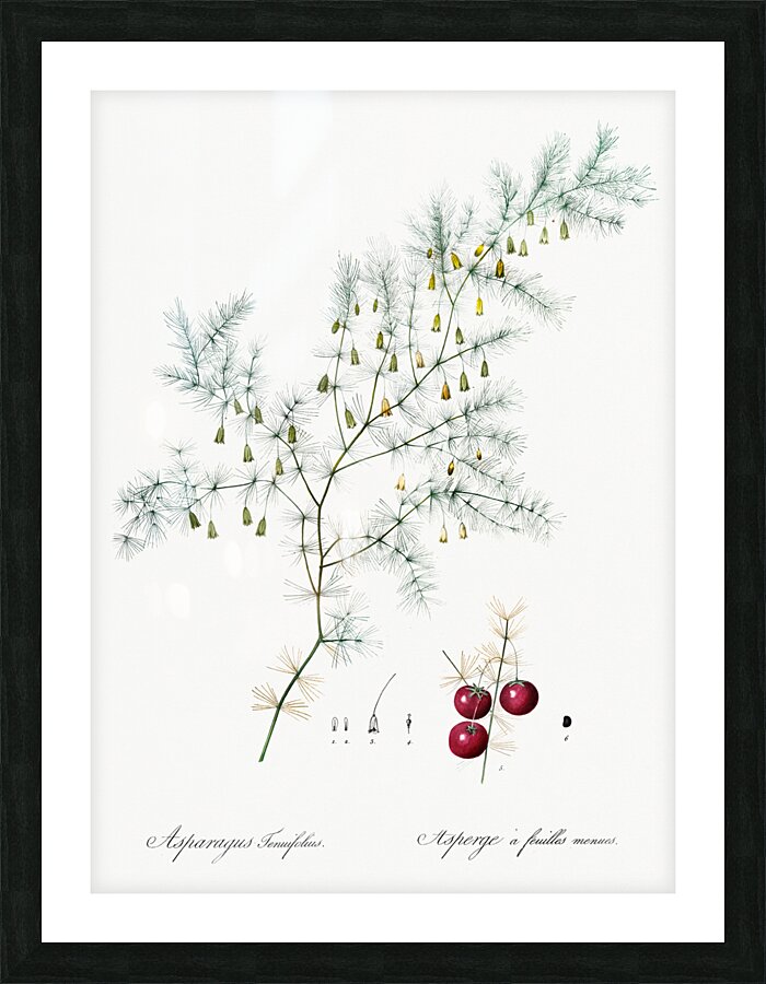 Asparagus fern illustration  Picture Frame print