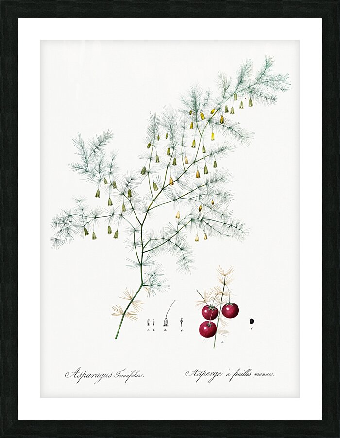Asparagus fern illustration  Picture Frame print