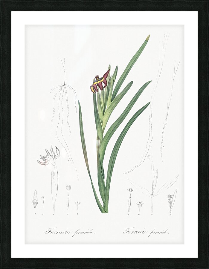 Spider iris illustration  Picture Frame print