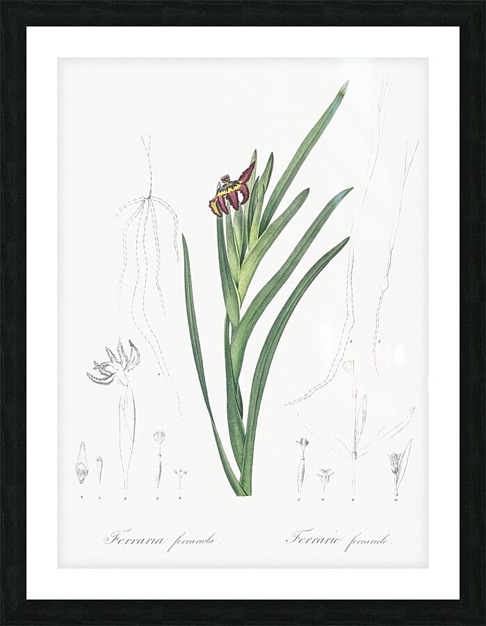 Asparagus fern illustration  Picture Frame print