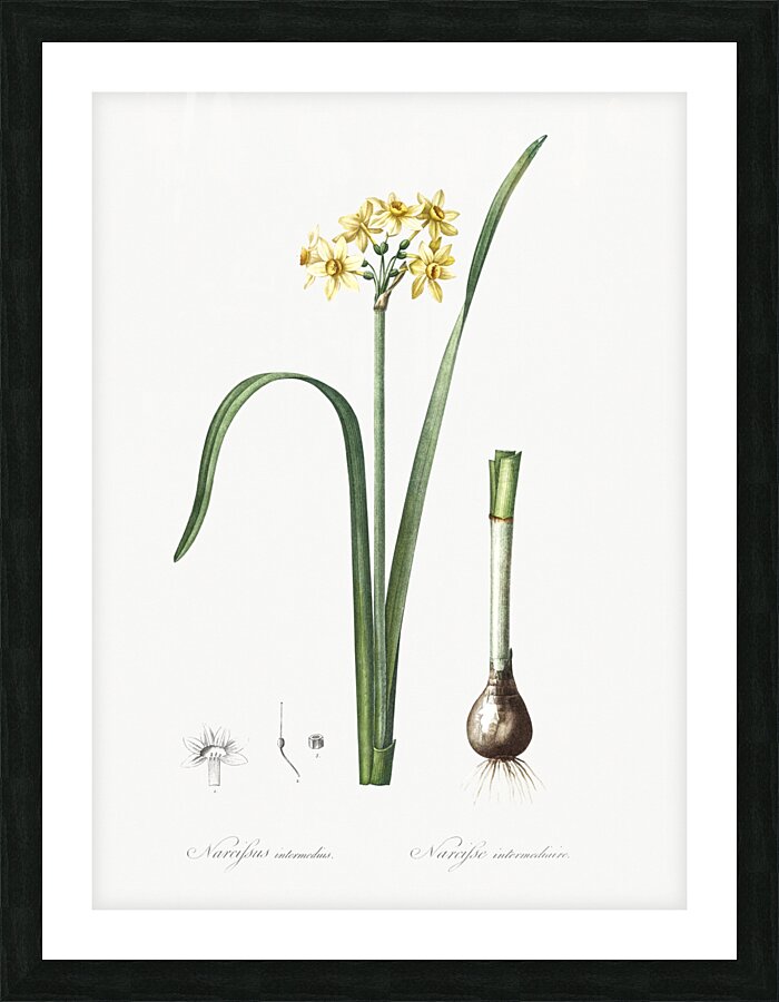 Cowslip cupped daffodil illustration  Picture Frame print