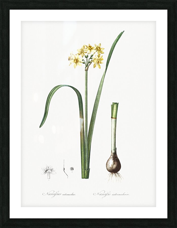 Asparagus fern illustration  Picture Frame print