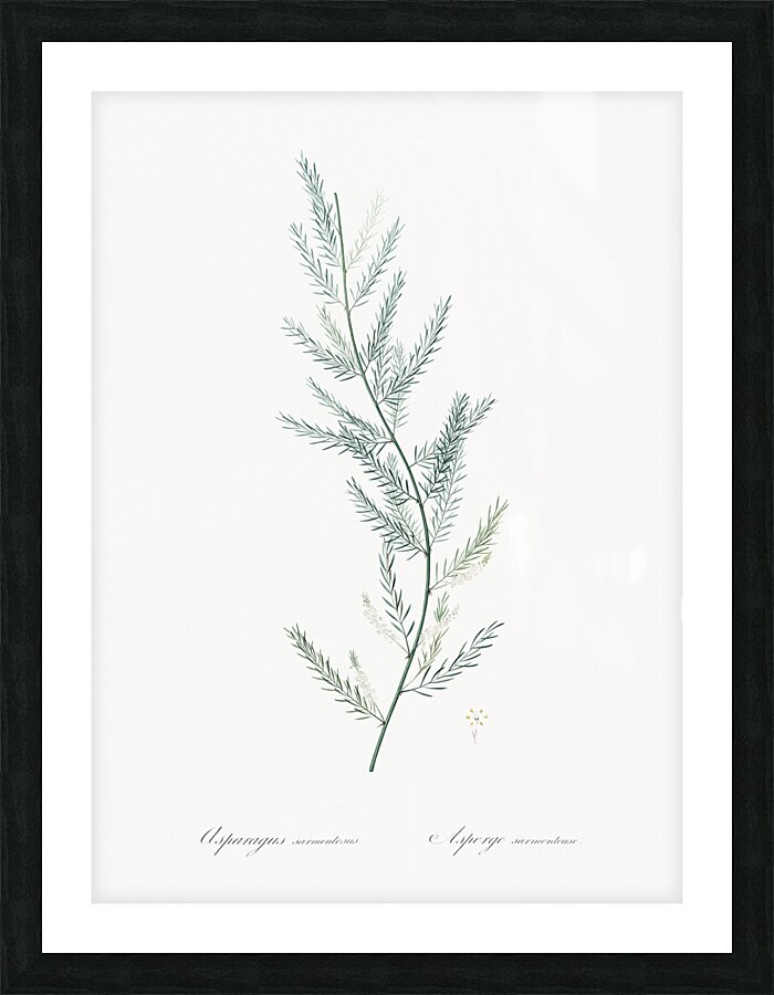 Asparagus fern illustration  Picture Frame print