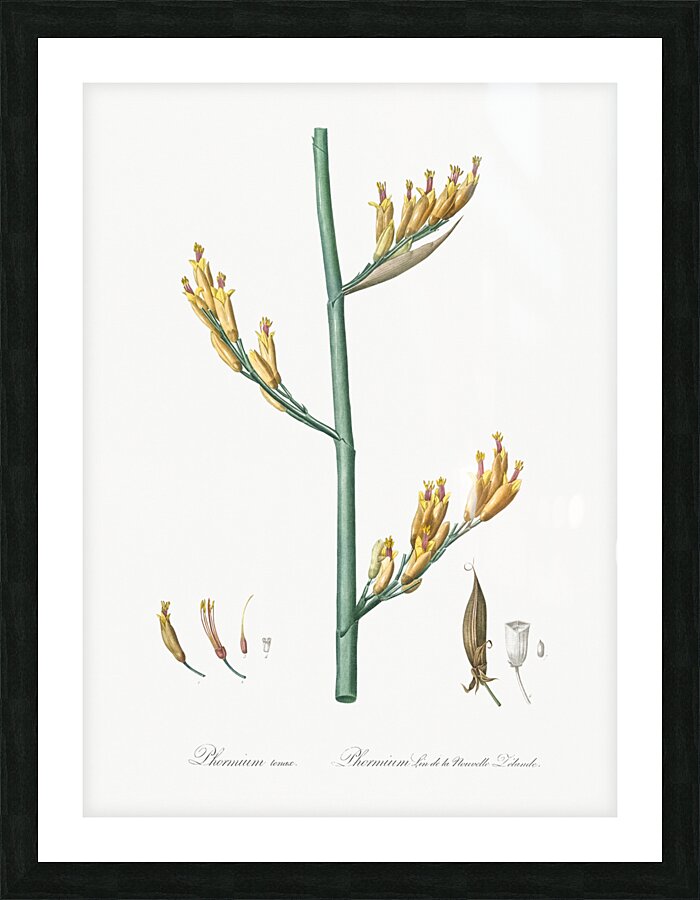 New Zealand flax illustration  Picture Frame print