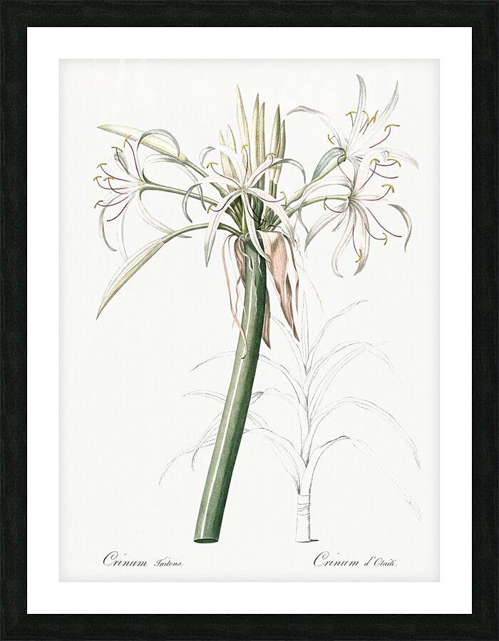 Poison bulb illustration  Picture Frame print