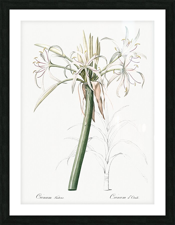 Poison bulb illustration  Picture Frame print