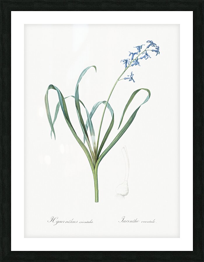 Poison bulb illustration  Picture Frame print