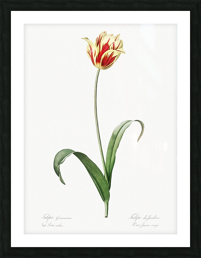 Didier tulip illustration  Picture Frame print