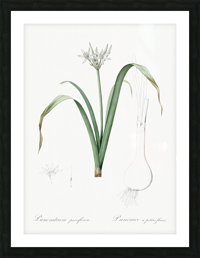 Poison bulb illustration  Picture Frame print