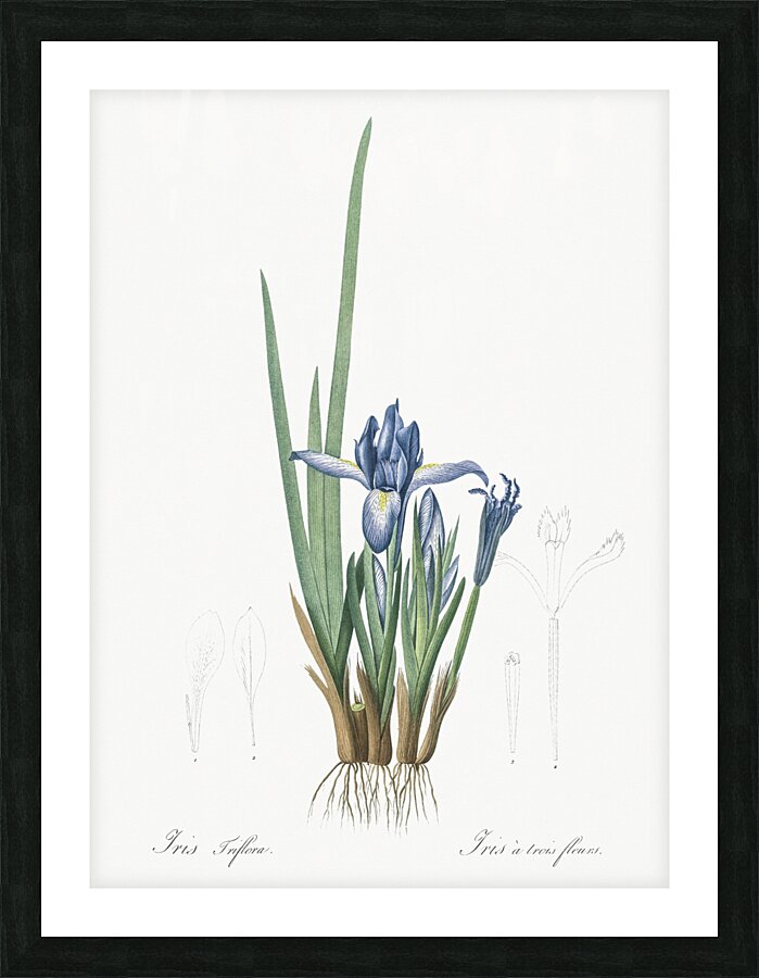 Milky iris illustration  Picture Frame print