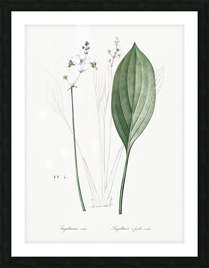 Bulltongue arrowhead illustration  Picture Frame print