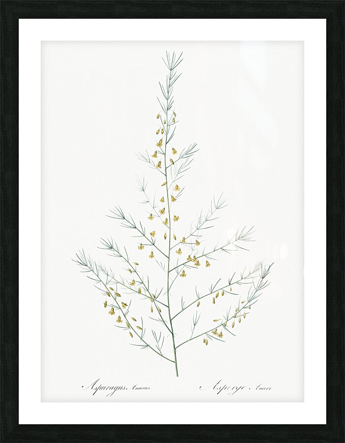 Sea asparagus illustration  Picture Frame print