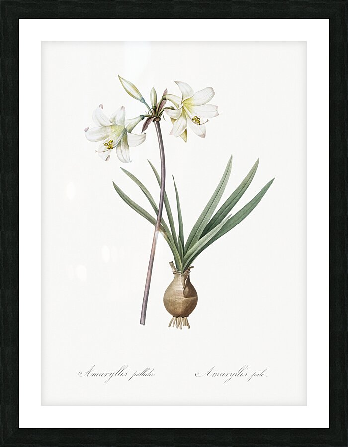 Belladonna lily illustration  Impression et Cadre photo