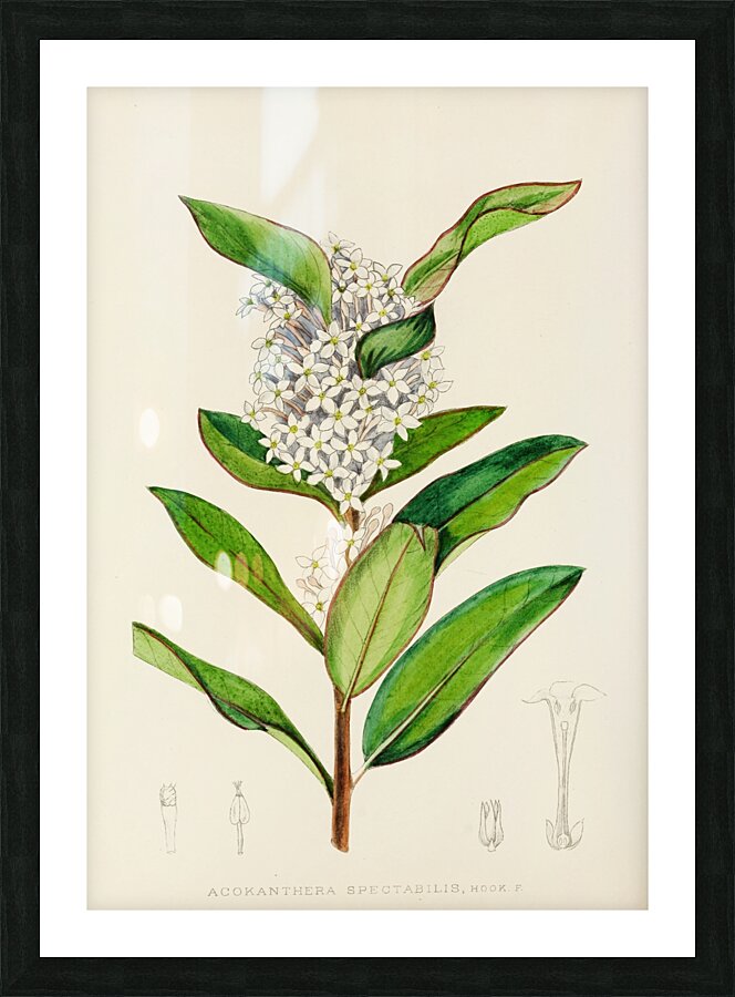 Acokanthera Spectabilis Picture Frame print
