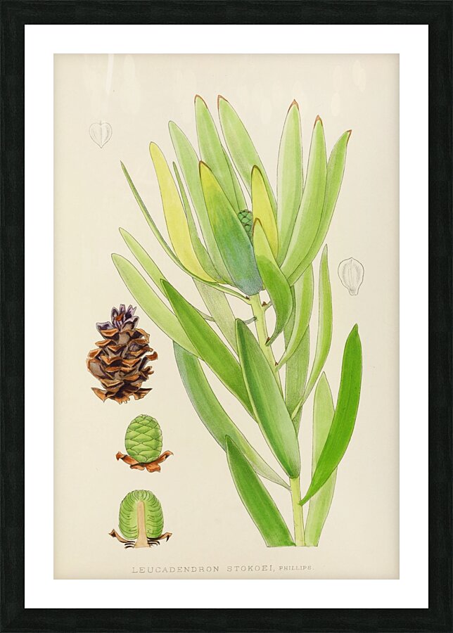 Leucadendron Stokoei Picture Frame print