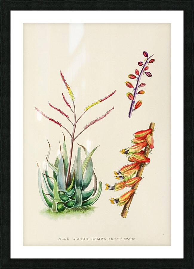 Aloe Globuligemma Picture Frame print
