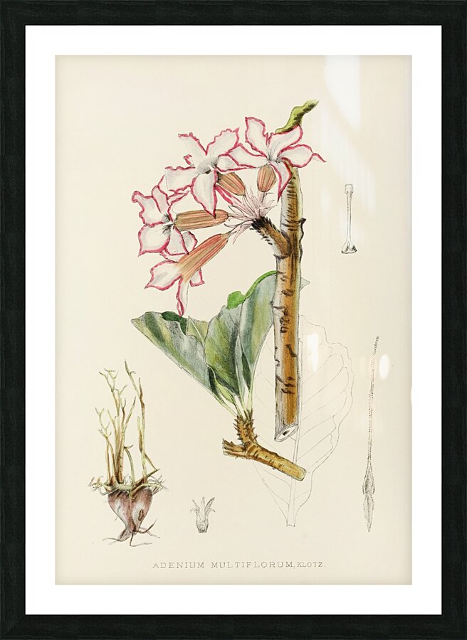 Adenium Multiflorum Picture Frame print