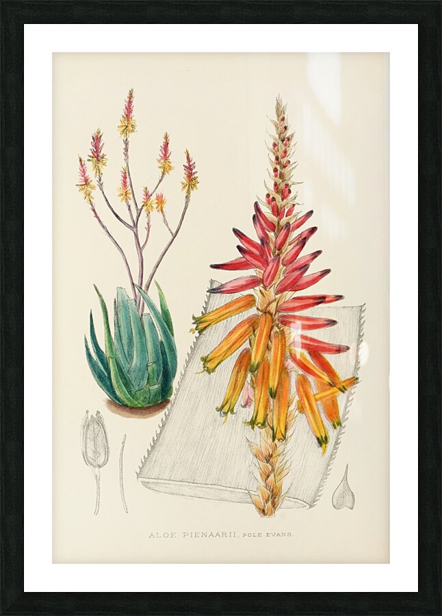 Aloe Pienaarii Picture Frame print