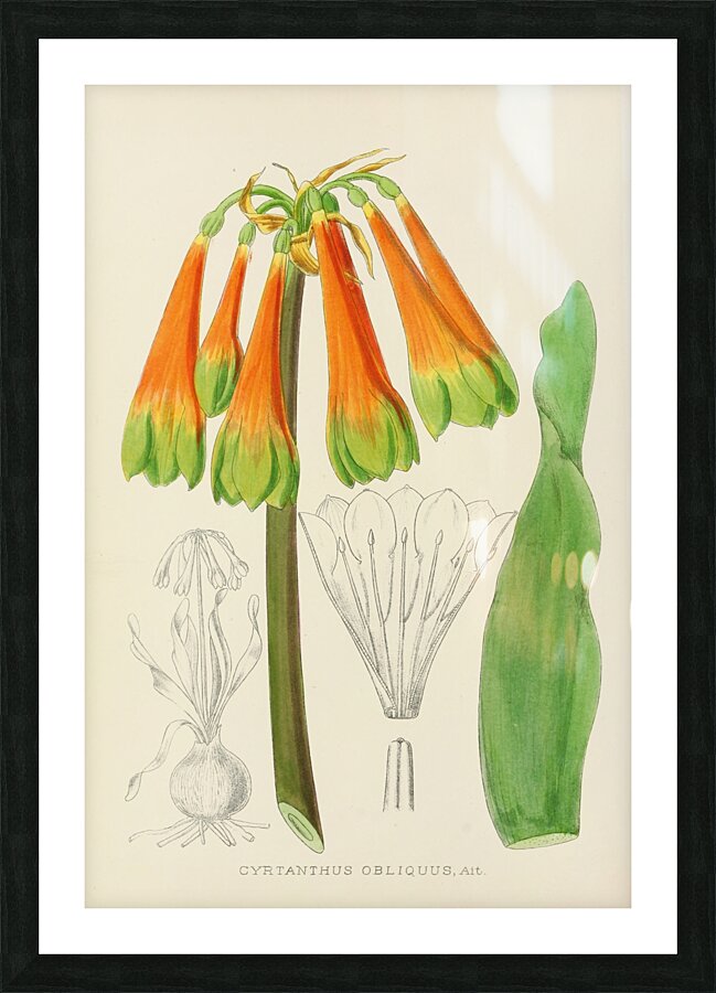 Cyrtanthus Obliquus Impression et Cadre photo