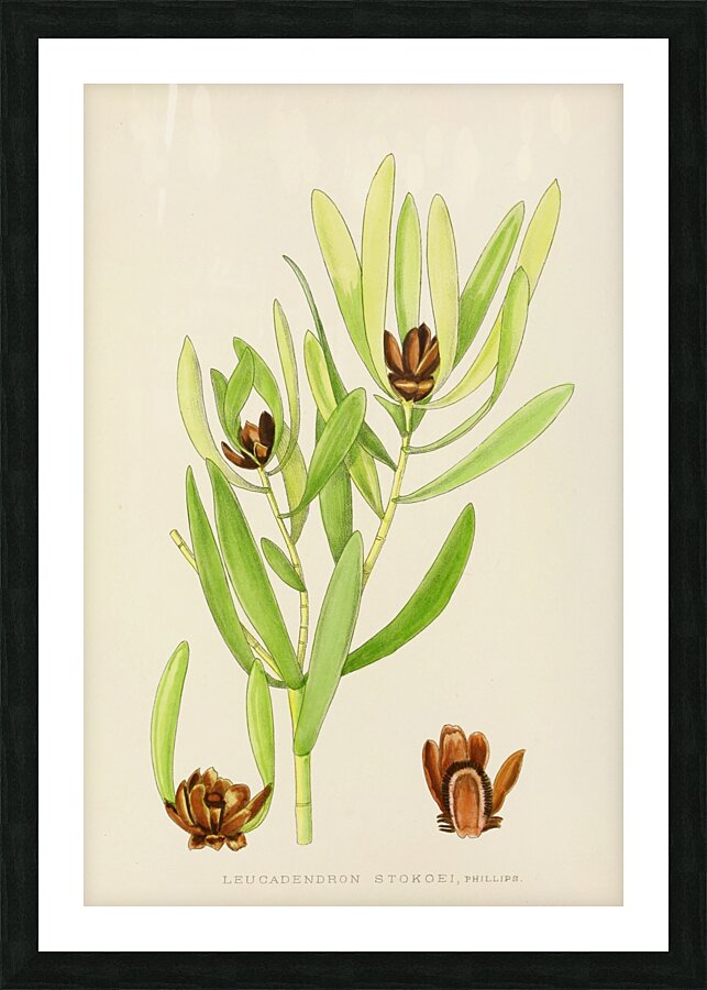 Leucadendron Stokoei Picture Frame print