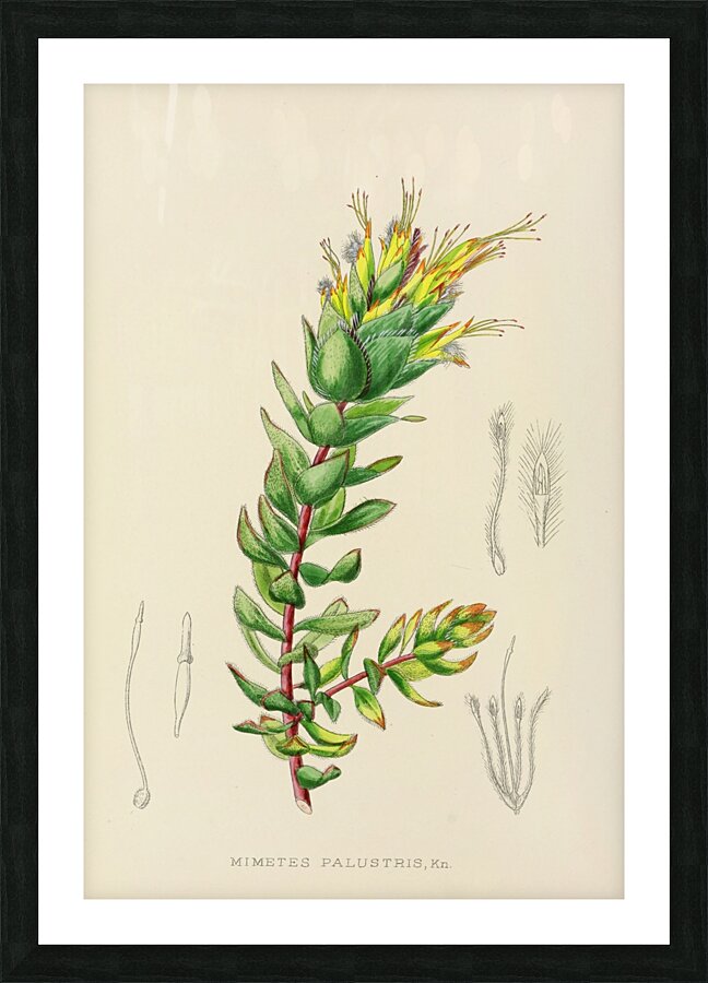 Mimetes Palustris Picture Frame print