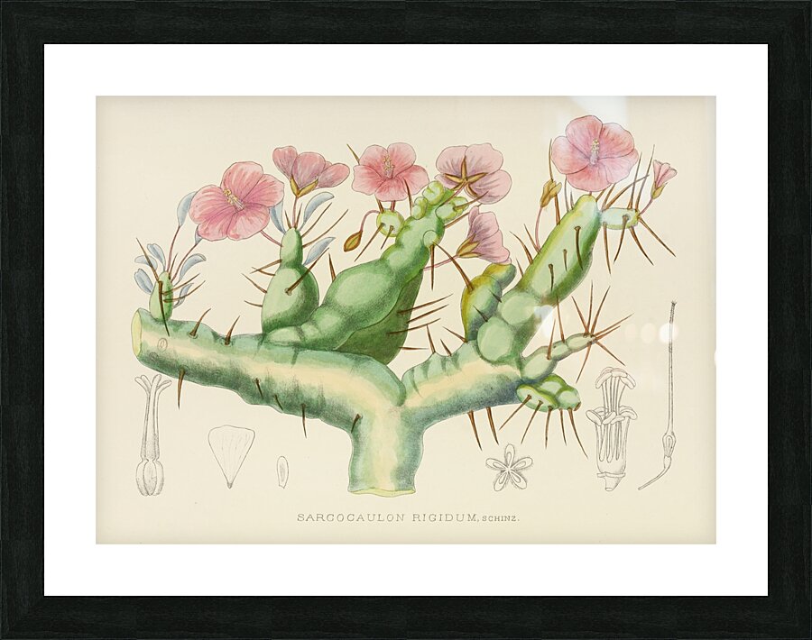 Sarcocaulon Rigidum Picture Frame print