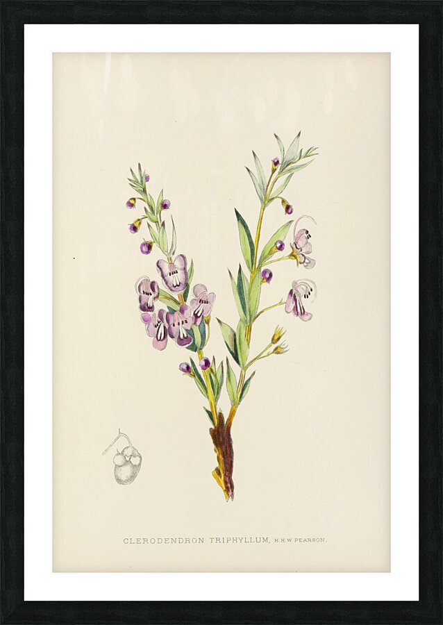 Clerodendron Triphyllum Picture Frame print