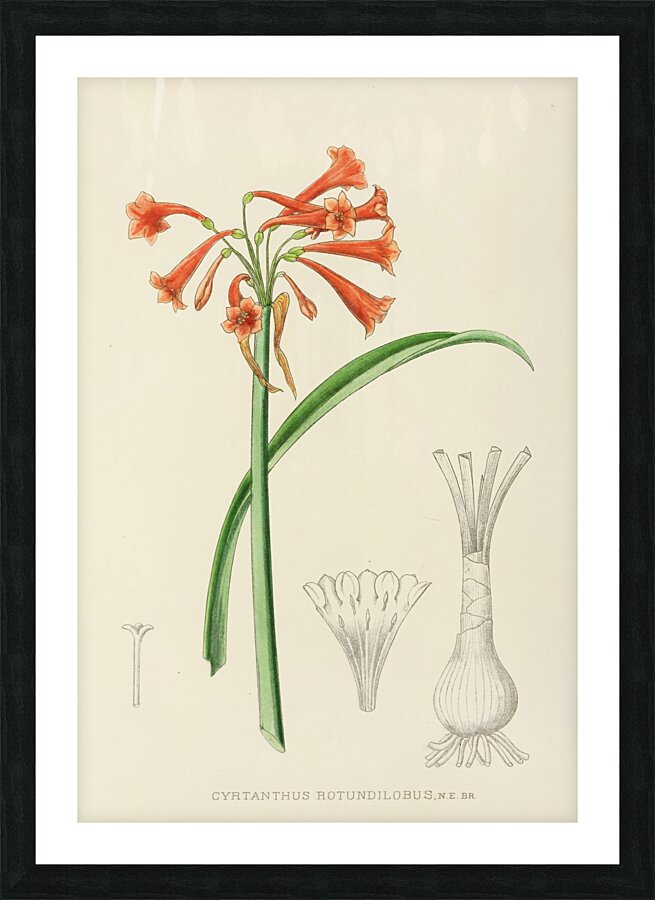 Cyrtanthus Rotundilobus Picture Frame print