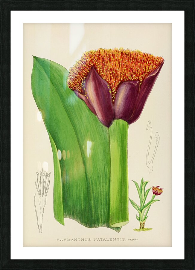 Haemanthus Natalensis Picture Frame print