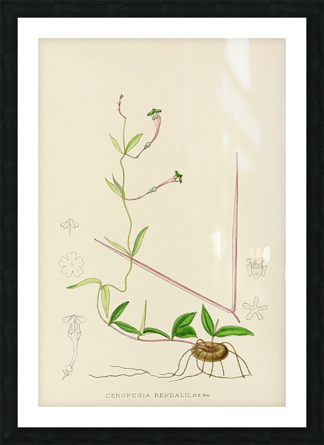 Ceropegia Rendallii Picture Frame print