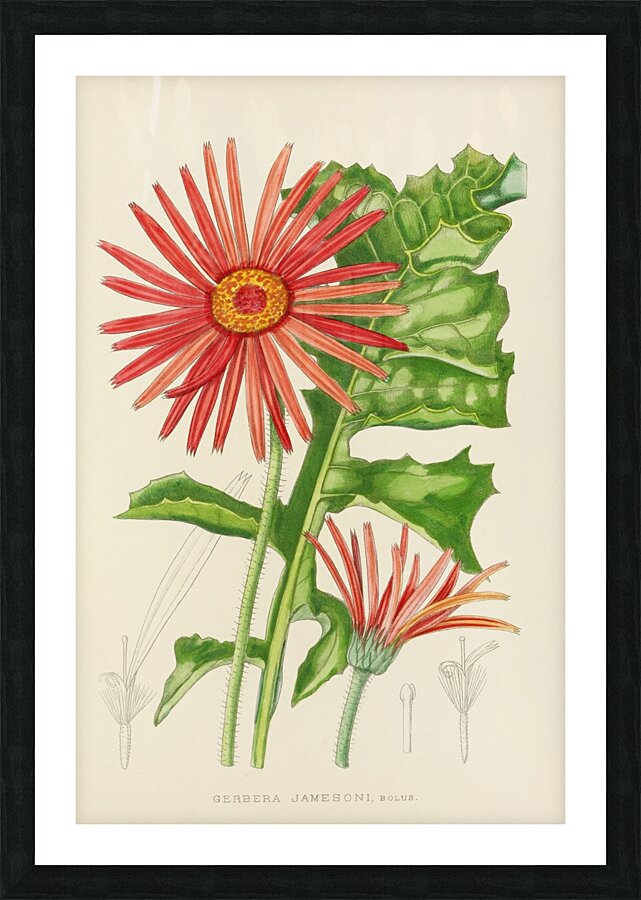 Gerbera Jameson Picture Frame print