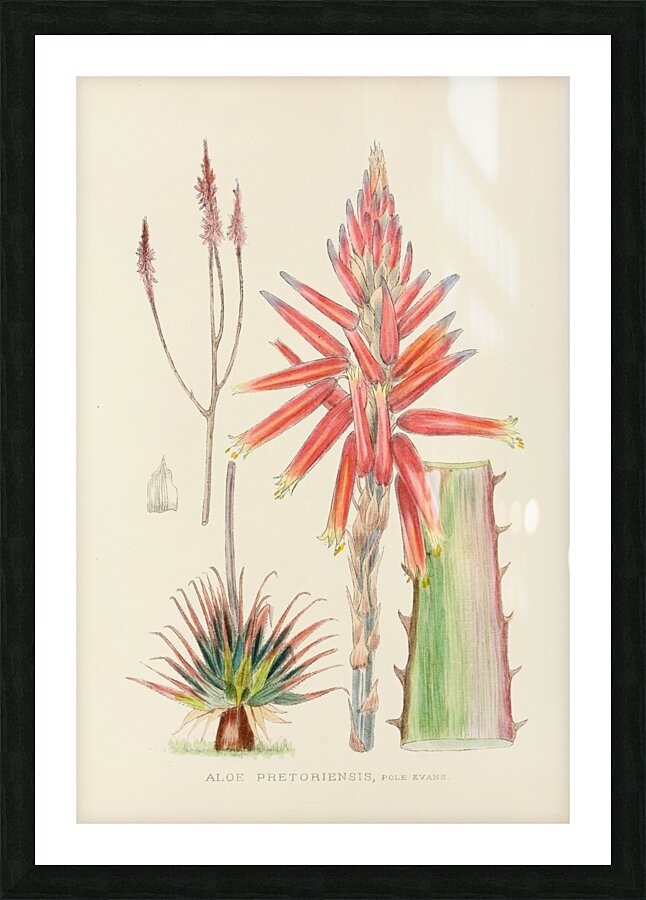 Aloe Pretoriensis Picture Frame print