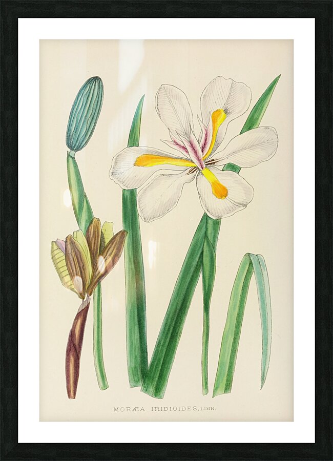 Moraea Iridioides Picture Frame print