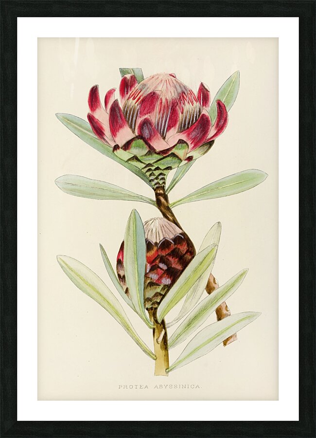Protea Abyssinica Picture Frame print