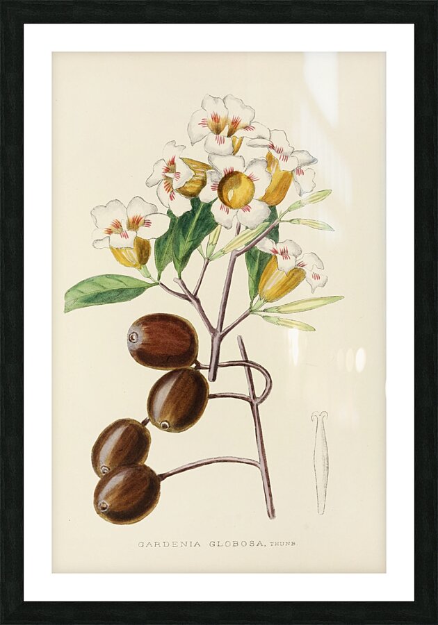 Gardenia Globosa Picture Frame print