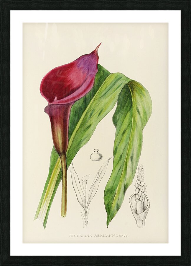 Richardia Rehmanni Picture Frame print