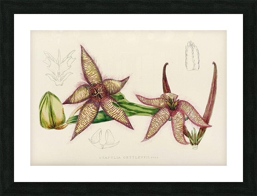 Stapelia Gettleffii Picture Frame print