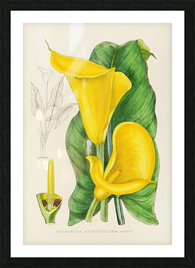 Richardia Angustiloba Picture Frame print