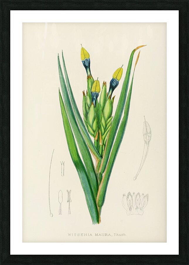 Witsenia Maura Picture Frame print