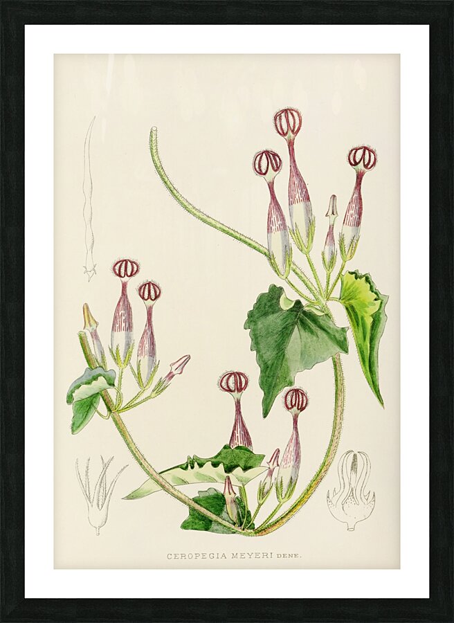 Ceropegia Meyeri Picture Frame print
