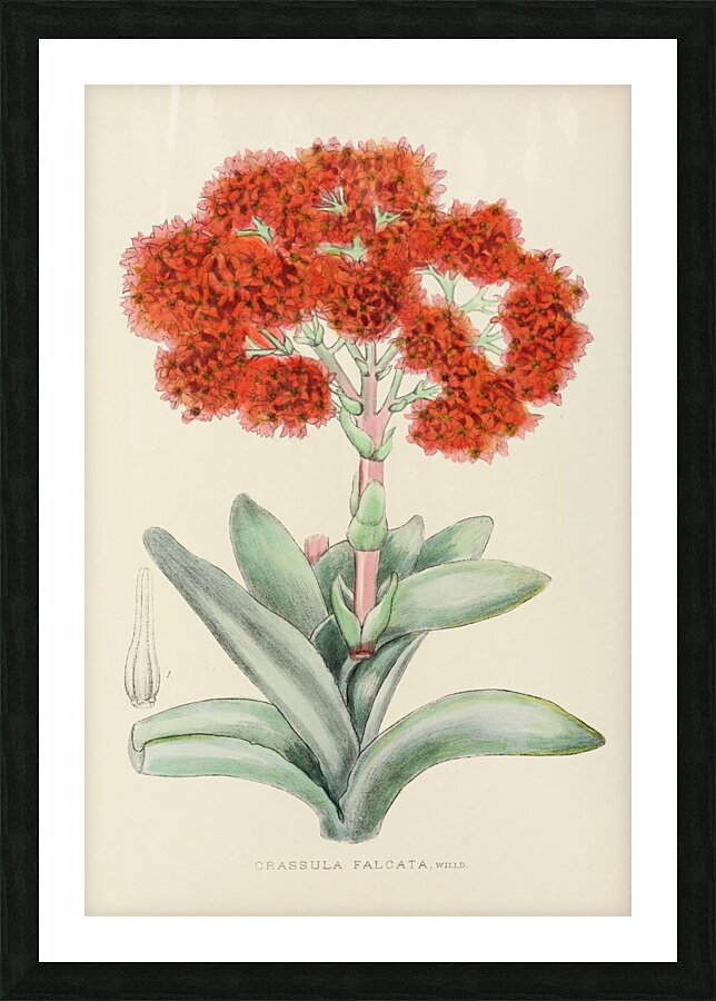 Crassula Falcata Picture Frame print