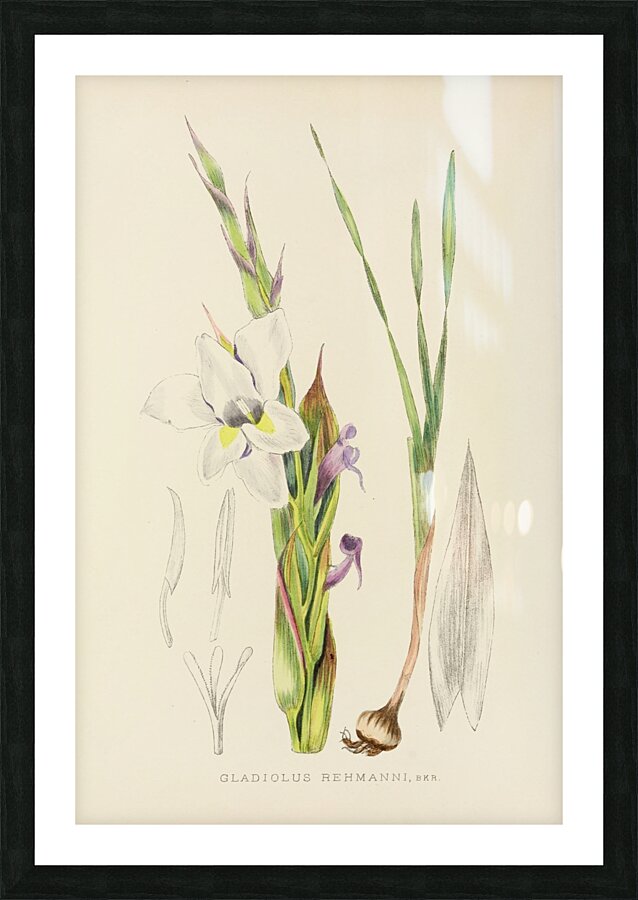 Gladiolus Rehmanni Picture Frame print