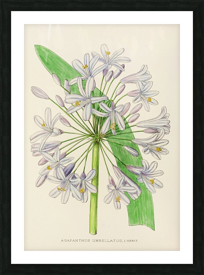 Agapanthus Umbellatus Picture Frame print