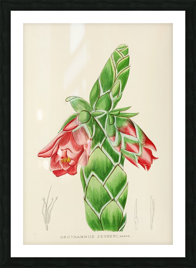 Orothamnus Zeyheri Picture Frame print