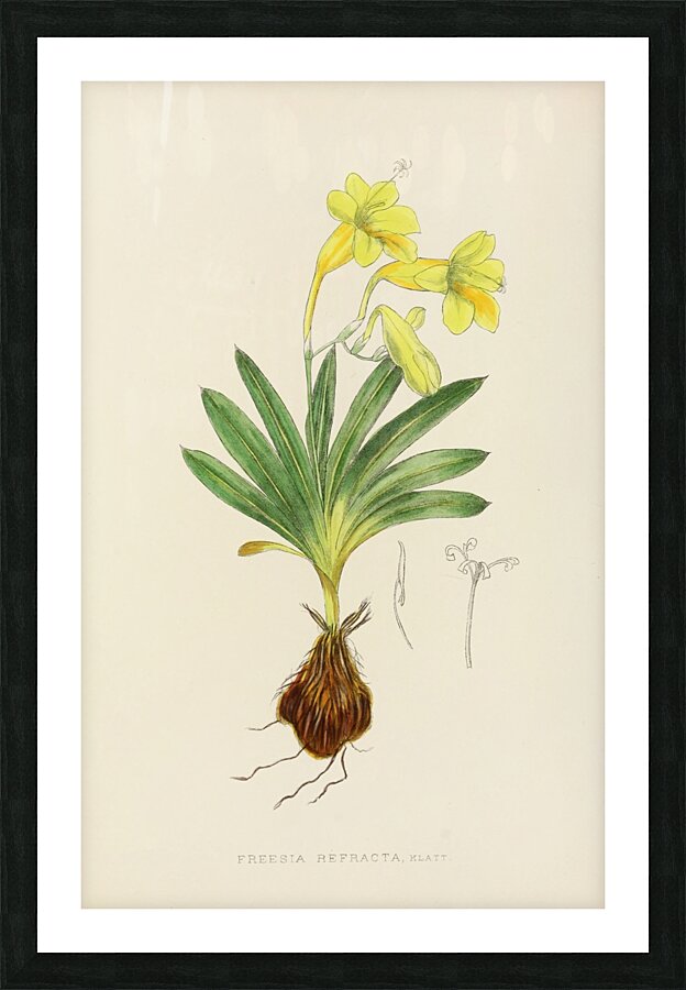 Freesia Refracta Picture Frame print