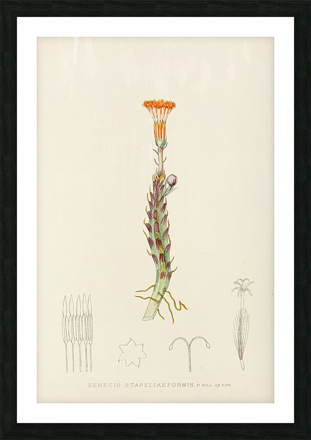Senecio Stapeliaeformis Picture Frame print