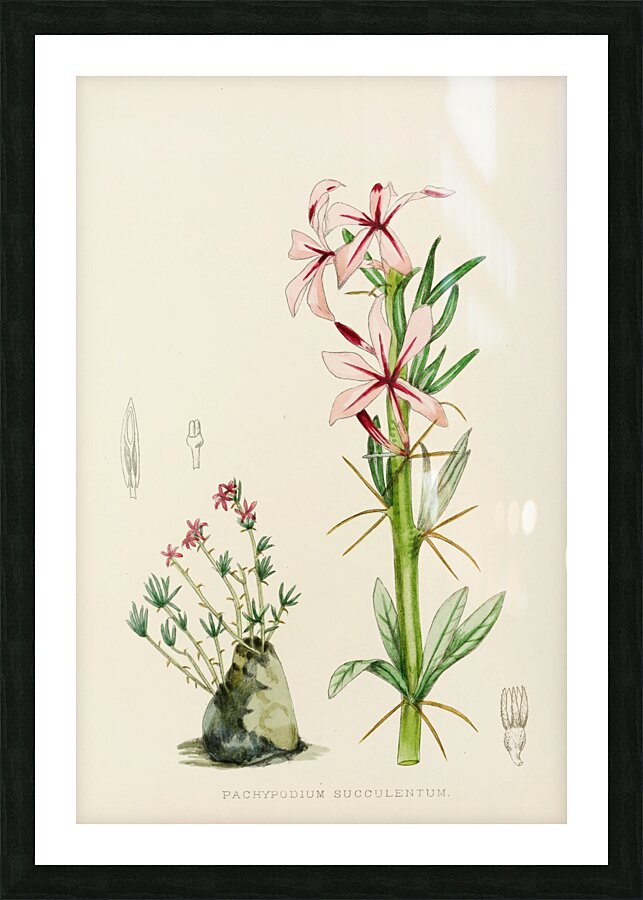 Pachypodium Succulentum Impression et Cadre photo